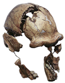 Peking Man Skull Fragments
